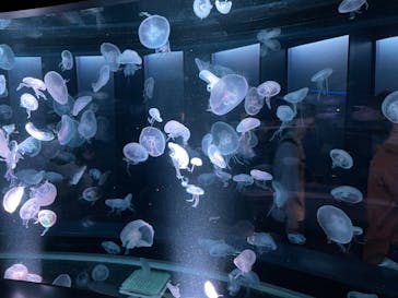 京都水族館に投稿された画像（2022/10/8）