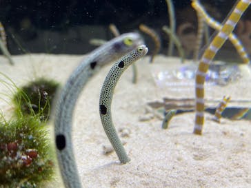 京都水族館に投稿された画像（2022/10/8）