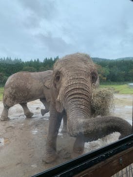 秋吉台自然動物公園 サファリランドに投稿された画像（2022/10/8）