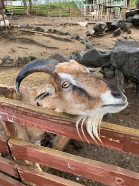 秋吉台自然動物公園 サファリランドに投稿された画像（2022/10/8）