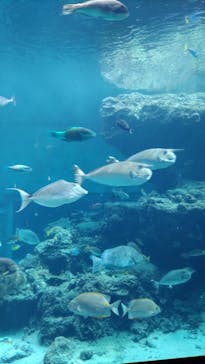 沖縄美ら海水族館に投稿された画像（2022/10/8）