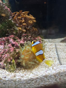 京都鉄道博物館×京都水族館に投稿された画像（2022/10/8）