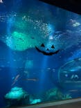 アクアワールド茨城県大洗水族館に投稿された画像（2022/10/9）