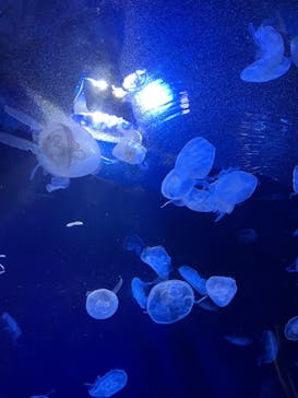 サンシャイン水族館に投稿された画像（2022/10/9）