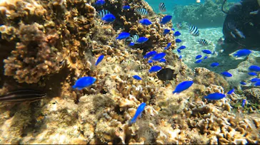 武藤潜水に投稿された画像（2022/10/9）