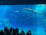 沖縄美ら海水族館に投稿された画像（2022/10/9）