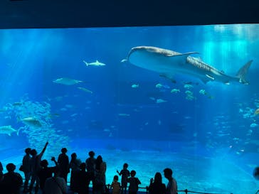 沖縄美ら海水族館に投稿された画像（2022/10/9）