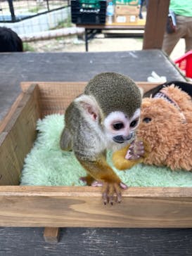 しろとり動物園に投稿された画像（2022/10/9）