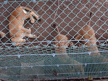 群馬サファリパークに投稿された画像（2022/10/9）