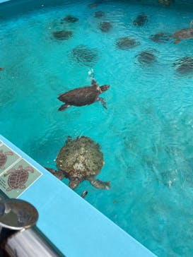 沖縄美ら海水族館に投稿された画像（2022/10/9）