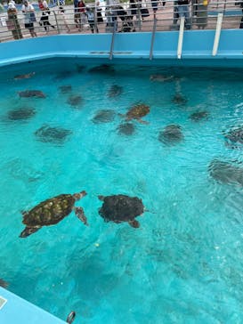 沖縄美ら海水族館に投稿された画像（2022/10/9）