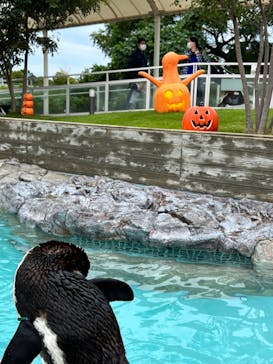 マリンワールド海の中道に投稿された画像（2022/10/9）
