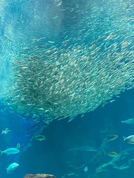 マリンワールド海の中道に投稿された画像（2022/10/9）