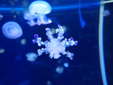 新江ノ島水族館に投稿された画像（2022/10/9）