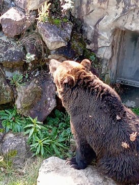 サホロリゾート　ベア･マウンテンに投稿された画像（2022/10/9）