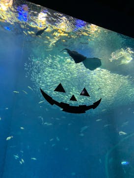 アクアワールド茨城県大洗水族館に投稿された画像（2022/10/9）