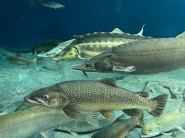 サケのふるさと 千歳水族館に投稿された画像（2022/10/9）