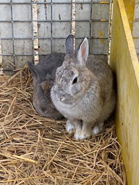 しろとり動物園に投稿された画像（2022/10/9）