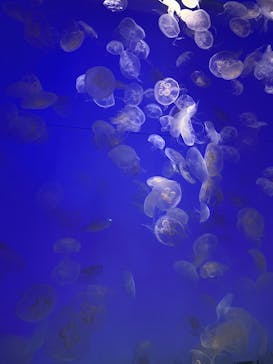 アクアワールド茨城県大洗水族館に投稿された画像（2022/10/9）