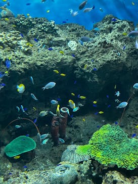 アクアワールド茨城県大洗水族館に投稿された画像（2022/10/9）