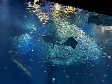 アクアワールド茨城県大洗水族館に投稿された画像（2022/10/9）