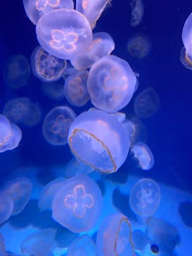 新江ノ島水族館に投稿された画像（2022/10/9）