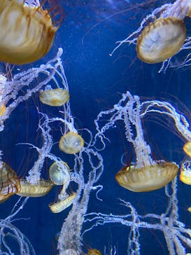 新江ノ島水族館に投稿された画像（2022/10/9）