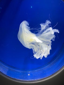 新江ノ島水族館に投稿された画像（2022/10/9）