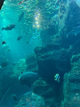 大分マリーンパレス水族館 「うみたまご」に投稿された画像（2022/10/9）