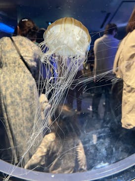 名古屋港水族館に投稿された画像（2022/10/9）