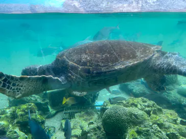 横浜・八景島シーパラダイスに投稿された画像（2022/10/9）