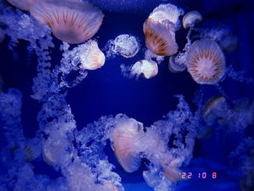 新江ノ島水族館に投稿された画像（2022/10/9）