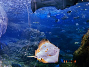 新江ノ島水族館に投稿された画像（2022/10/9）