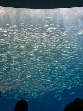 名古屋港水族館に投稿された画像（2022/10/9）