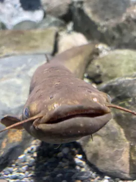 滋賀県立琵琶湖博物館に投稿された画像（2022/10/9）