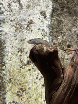 滋賀県立琵琶湖博物館に投稿された画像（2022/10/9）