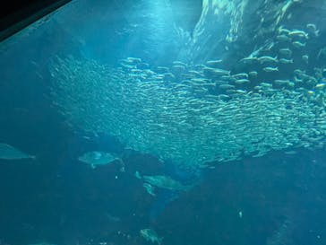 マリンワールド海の中道に投稿された画像（2022/10/9）