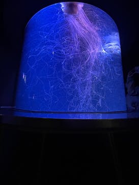 マリンワールド海の中道に投稿された画像（2022/10/9）