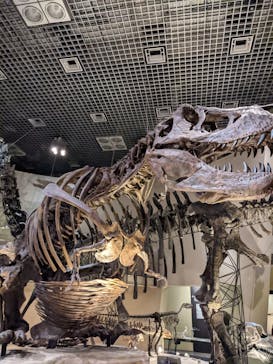 国立科学博物館に投稿された画像（2022/10/9）