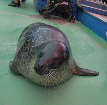 ゼロ距離水族館 伊勢シーパラダイスに投稿された画像（2022/10/9）