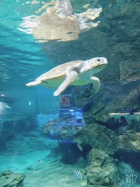名古屋港水族館に投稿された画像（2022/10/9）