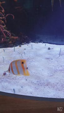 名古屋港水族館に投稿された画像（2022/10/9）