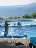 沖縄美ら海水族館に投稿された画像（2022/10/9）