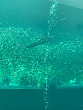 環境水族館アクアマリンふくしまに投稿された画像（2022/10/9）