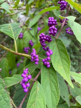 一般社団法人グリーンクリエイティブいなべに投稿された画像（2022/10/9）