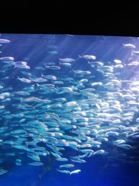 登別マリンパークニクスに投稿された画像（2022/10/9）