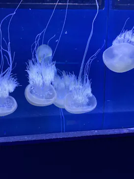 すみだ水族館に投稿された画像（2022/10/9）