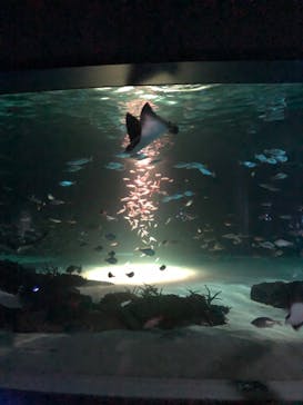 サンシャイン水族館に投稿された画像（2022/10/9）