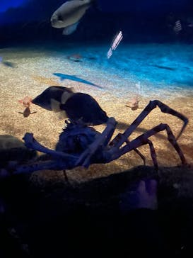 アクアワールド茨城県大洗水族館に投稿された画像（2022/10/9）