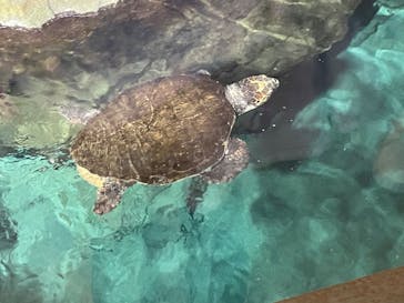 名古屋港水族館に投稿された画像（2022/10/9）